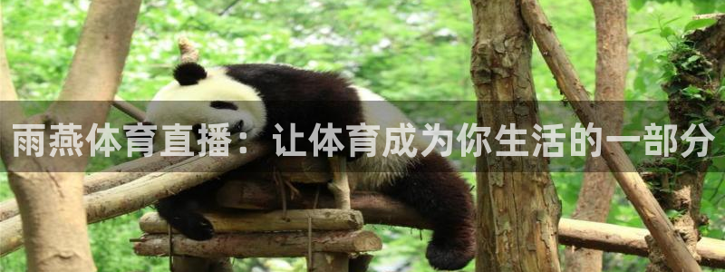 雨燕体育直播：让体育成为你生活的一部分